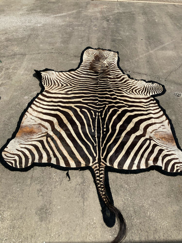 Authentic Namibian Hartmann's Mountain Zebra Hide Rug 74
