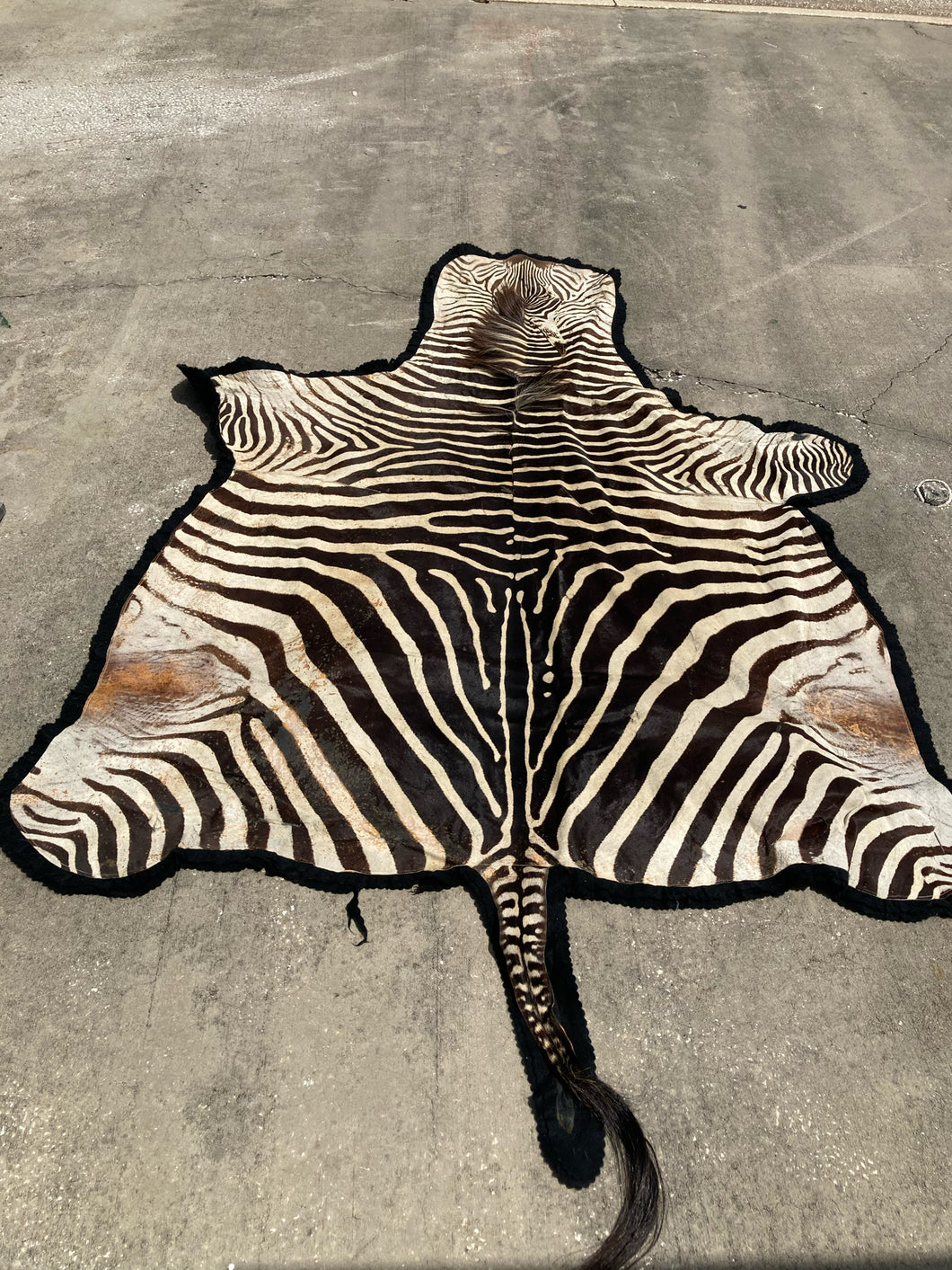 Authentic Namibian Hartmann's Mountain Zebra Hide Rug 74