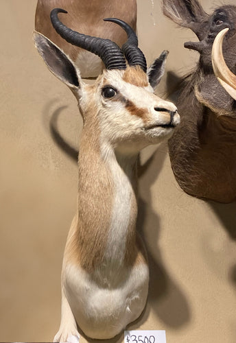 African Steenbok Shoulder Mount