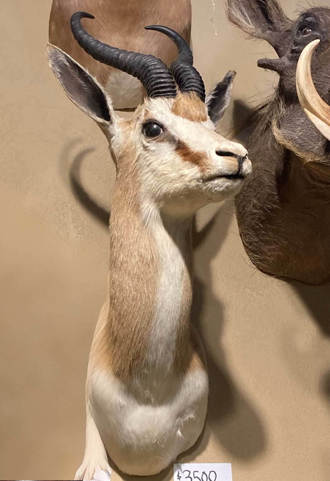 African Steenbok Shoulder Mount