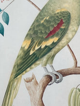 Pieter de Bevere "Alexandrine Parakeet" Framed Reproduction Print