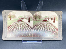 Keystone View Company Stereoview Photocard 12401 Tulip Beds Boston