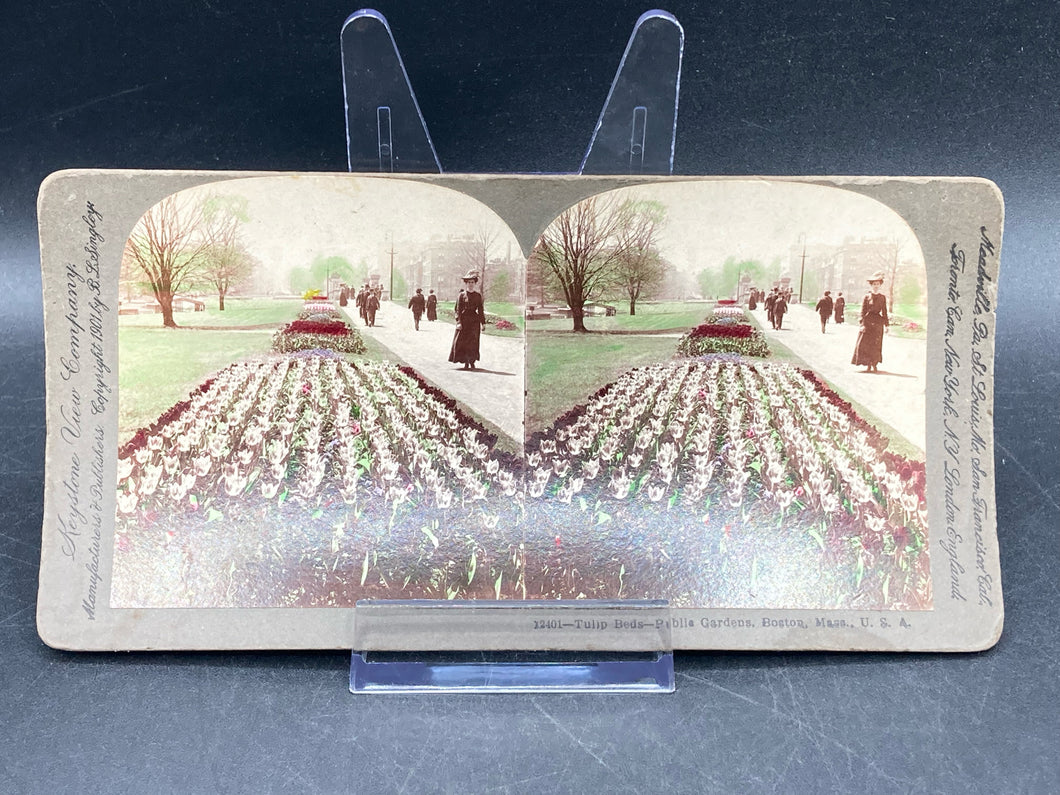 Keystone View Company Stereoview Photocard 12401 Tulip Beds Boston