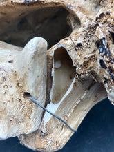 Faux Saber Tooth Tiger Skull