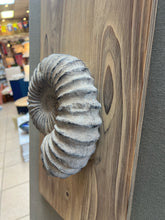 Large 3D Shell Wall Decor