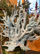 Blue Coral