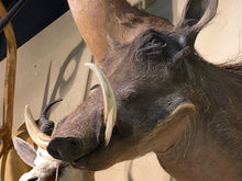 African Wart Hog Shoulder Mount