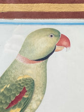 Pieter de Bevere "Alexandrine Parakeet" Framed Reproduction Print