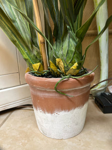 Large Potted Orchids