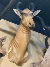 South African Hartebeest Shoulder Mount