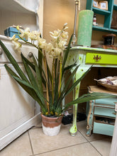 Large Potted Orchids