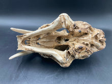 Faux Saber Tooth Tiger Skull