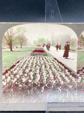 Keystone View Company Stereoview Photocard 12401 Tulip Beds Boston