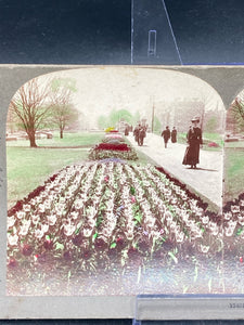 Keystone View Company Stereoview Photocard 12401 Tulip Beds Boston