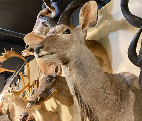 African Kudu Shoulder Mount