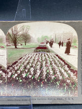 Keystone View Company Stereoview Photocard 12401 Tulip Beds Boston