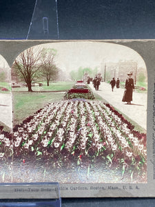 Keystone View Company Stereoview Photocard 12401 Tulip Beds Boston