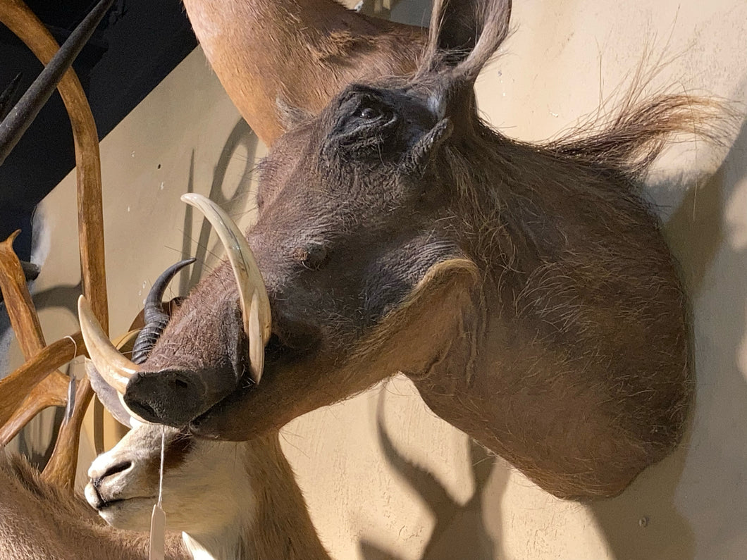 African Wart Hog Shoulder Mount