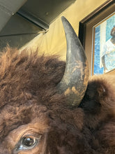Taxidermy Buffalo Head From Montana