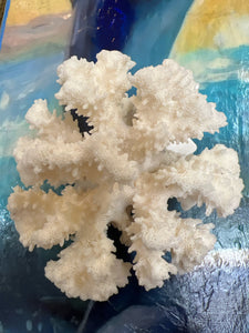 Real Cauliflower Coral