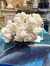Real Cauliflower Coral