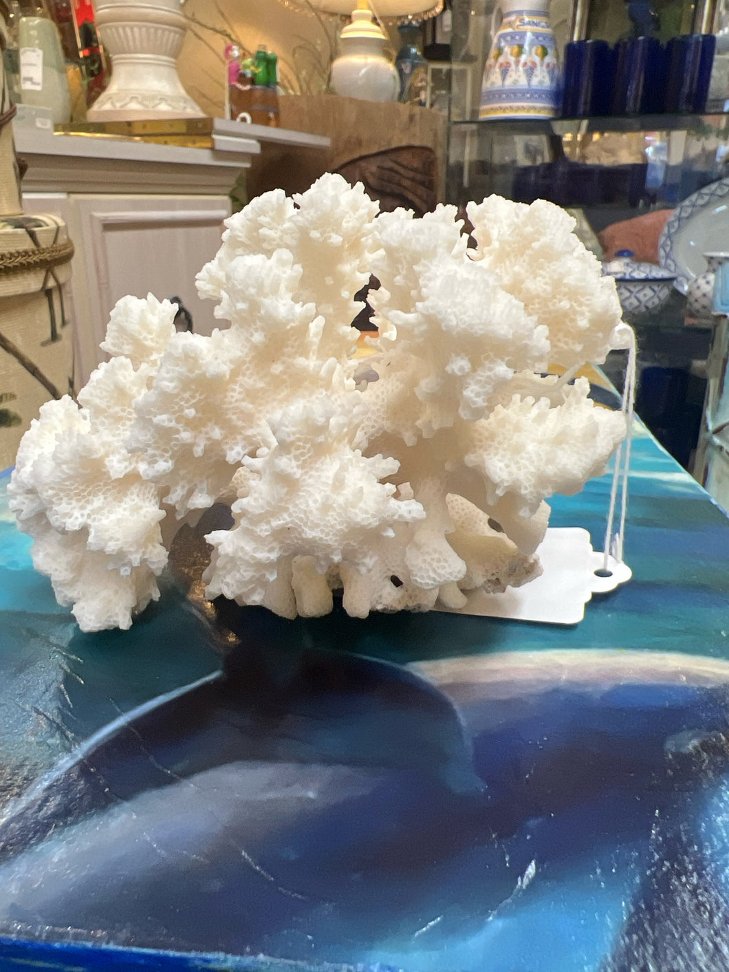 Real Cauliflower Coral
