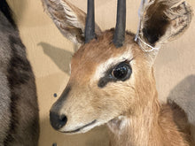 African Grey Duiker Mount