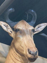 South African Hartebeest Shoulder Mount - view 2