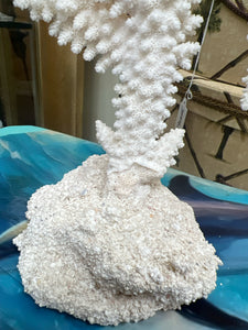 Real Branch Coral on Base
