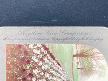 Keystone View Company Stereoview Photocard 12401 Tulip Beds Boston