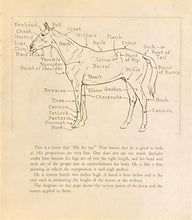 The Horse: His Gaits, Points, and Conformation | Paul Brown (1943, Charles Scribners Sons)