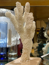 Real White Maldive Coral on Base