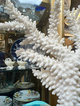 Real Branch Coral on Base
