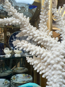Real Branch Coral on Base