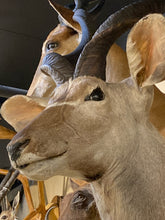 African Kudu Shoulder Mount