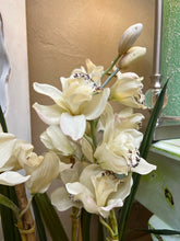 Large Potted Orchids