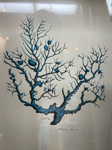 Coral Print in Glass