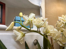 Large Potted Orchids