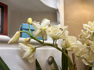 Large Potted Orchids
