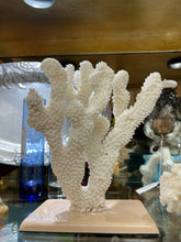 Real White Maldive Coral on Base