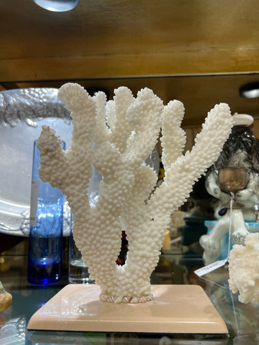 Real White Maldive Coral on Base