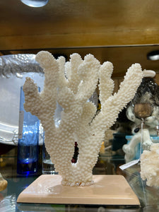 Real White Maldive Coral on Base