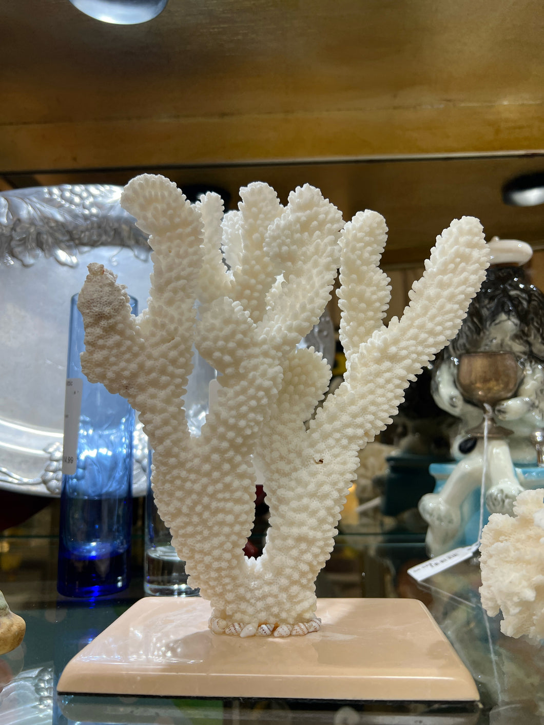 Real White Maldive Coral on Base