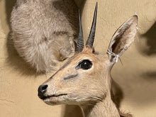 African Reedbuck Shoulder Mount
