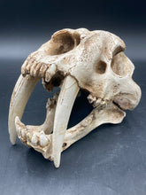 Faux Saber Tooth Tiger Skull