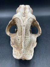 Faux Saber Tooth Tiger Skull