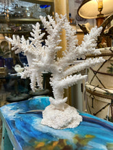 Real Branch Coral on Base