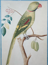 Pieter de Bevere "Alexandrine Parakeet" Framed Reproduction Print