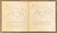 The Horse: His Gaits, Points, and Conformation | Paul Brown (1943, Charles Scribners Sons)