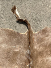 Natural South African Blesbok Hide Back Skin 38" x 57"
